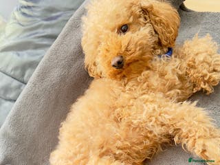 Toy Poodle dogs Handsome Toy Poodle Stud – Healthy & Gentle - Advert 14