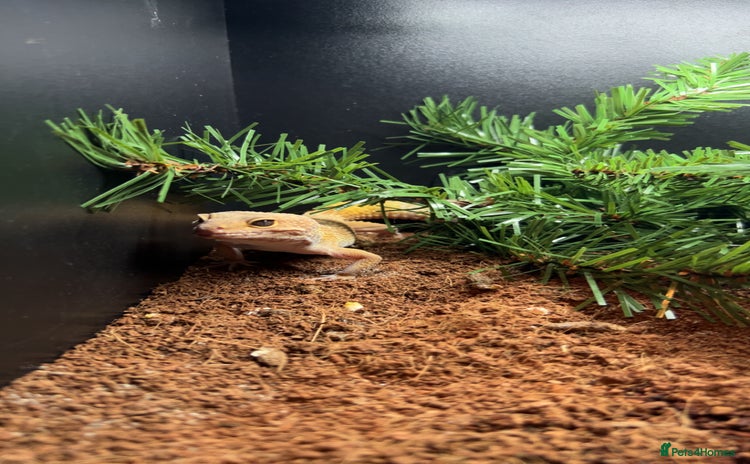 Leopard Gecko reptiles - Advert 2