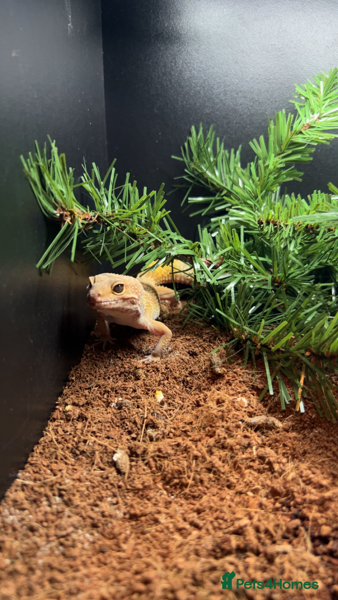 Leopard Gecko reptiles for sale: Tangerine Leopard gecko - Image 1