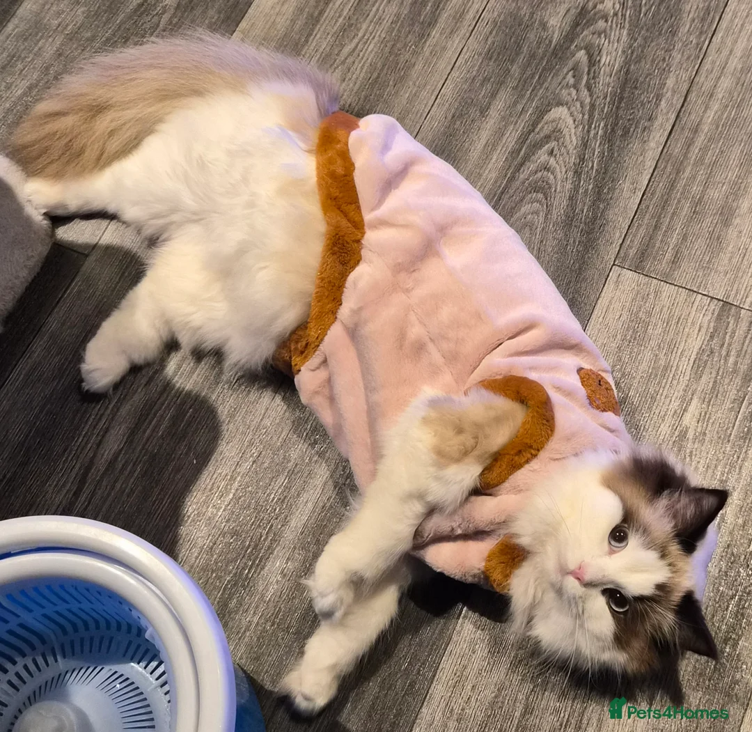 Ragdoll cats for sale: 8 month old female bi colour ragdoll castrated  - Advert 3