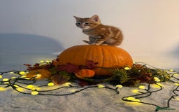 Domestic Shorthair cats for sale:  Adorable Kittens Looking for Their Forever Homes - Image 5