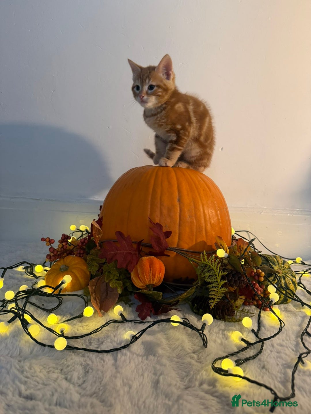 Domestic Shorthair cats for sale:  Adorable Kittens Looking for Their Forever Homes - Image 5