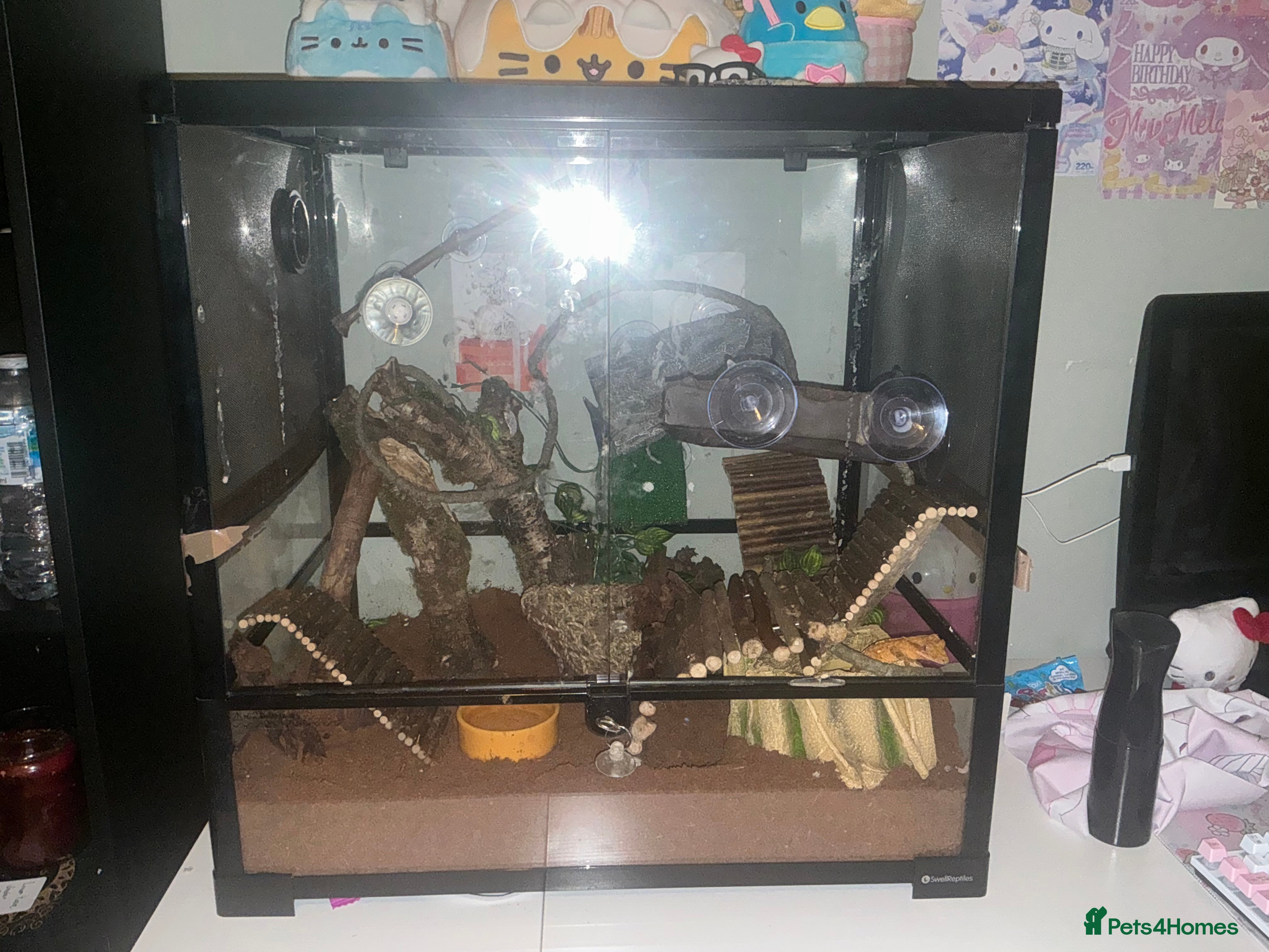 Gecko reptiles Crested gecko looking for a new home  - Advert 6