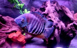 Cichlids fish for sale: South American Cichlids for sale - Image 2