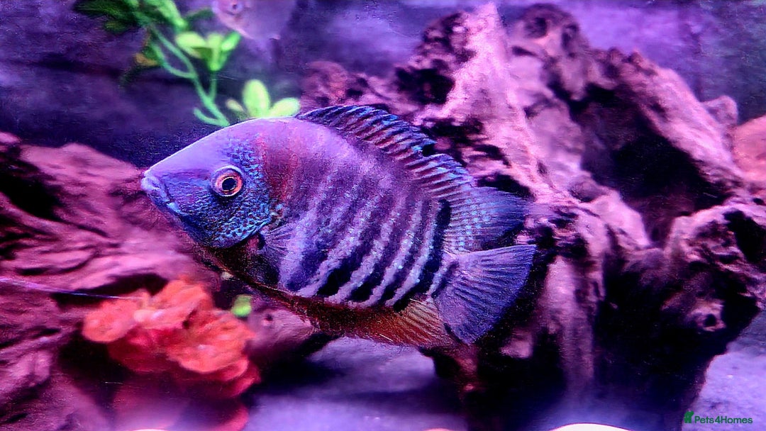 Cichlids fish for sale: South American Cichlids for sale - Image 2