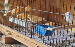 Canaries birds for sale: Canaries & siskins  - Image 1