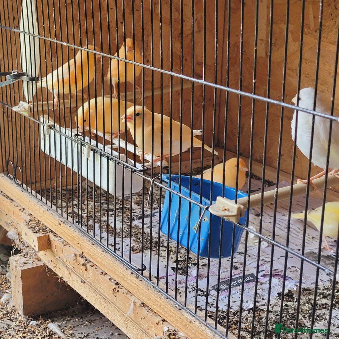 Canaries birds for sale: Canaries & siskins  - Image 1