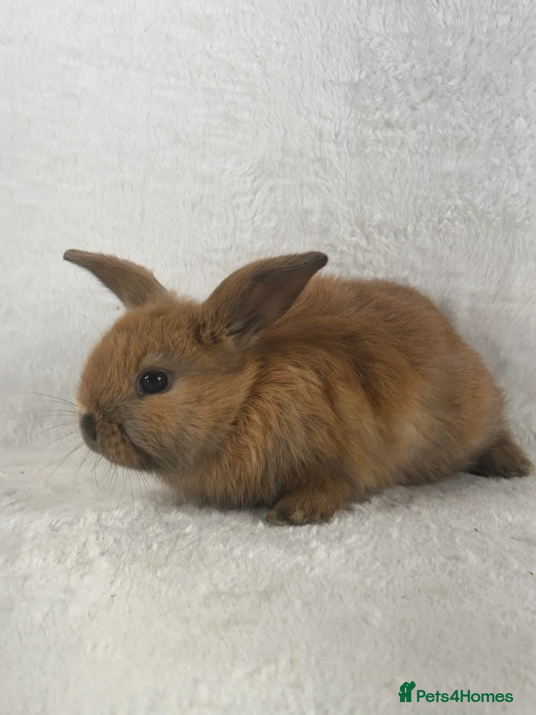 Mini Lop rabbits for sale: 6 x ginger/brown mini lop rabbits - Advert 4