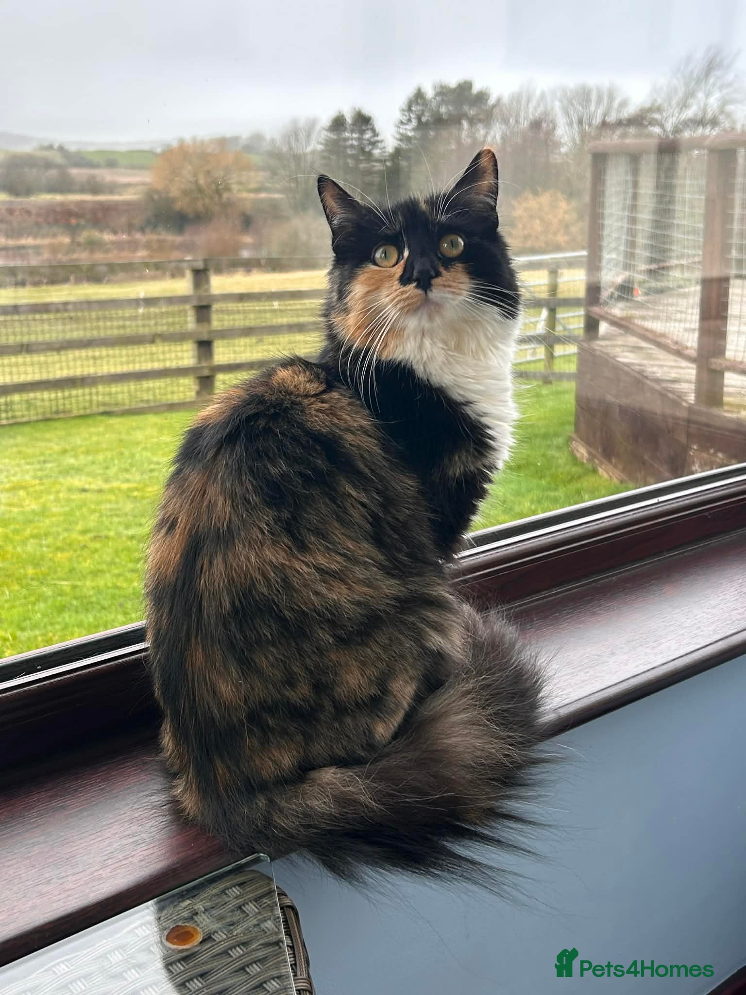 Mixed Breed cats MALE CAT WANTED FOR STUD - Advert 1