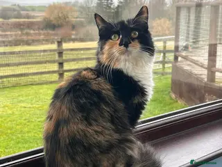 Mixed Breed cats MALE CAT WANTED FOR STUD - Advert 1