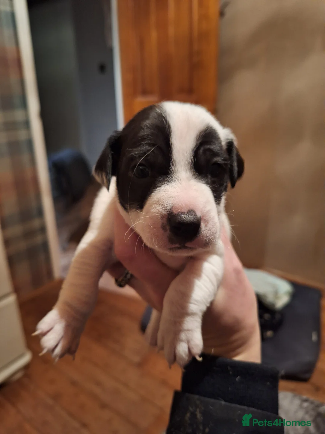 Jack Russell dogs for sale: Lovely Jack Russell puppies, 1 boy and 1 girl left - Advert 3