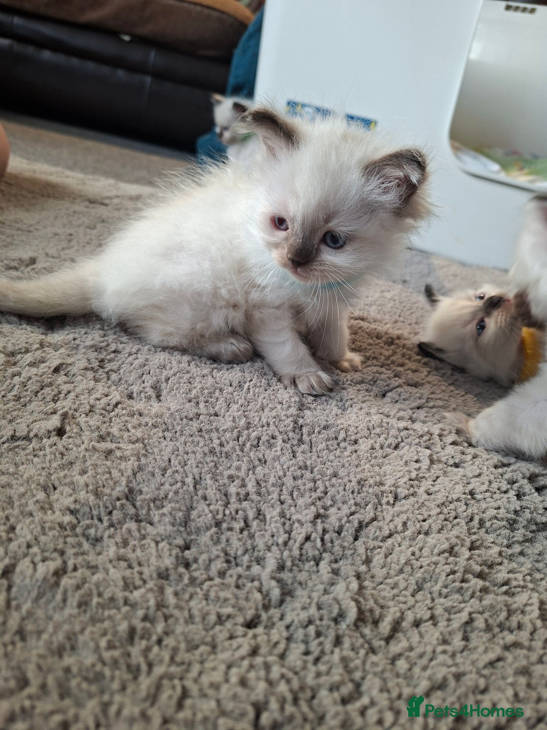 Ragdoll cats for sale: Stunning Ragdoll Kittens - Advert 8