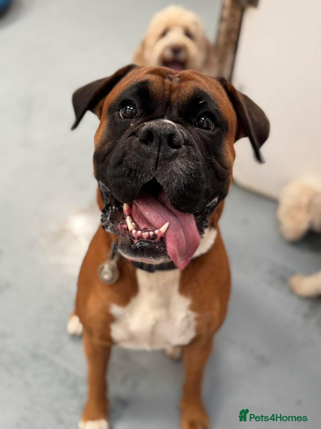 Boxer dogs for stud: Boxer Stud - Image 5