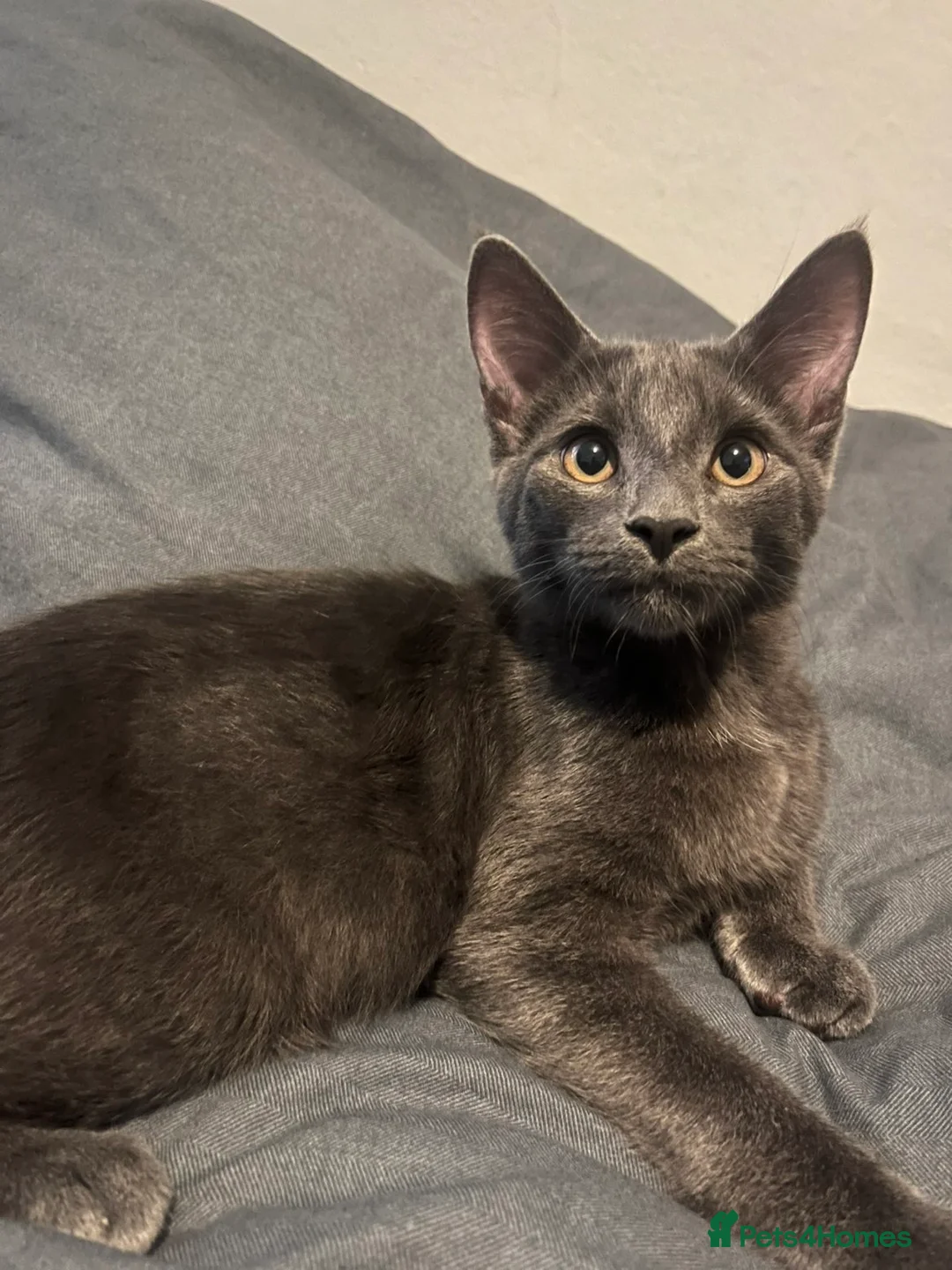 Mixed Breed cats for sale: Mainecoon mix breed in Reading - Advert 8