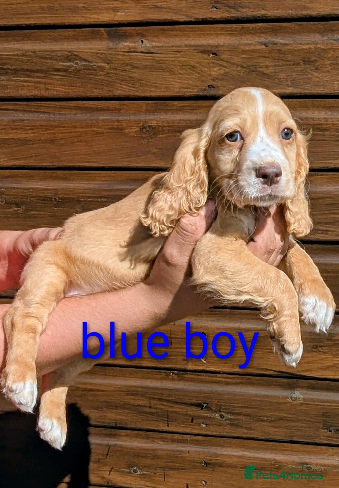 Cocker Spaniel dogs for sale: Working Cocker spaniel puppies  - Image 1