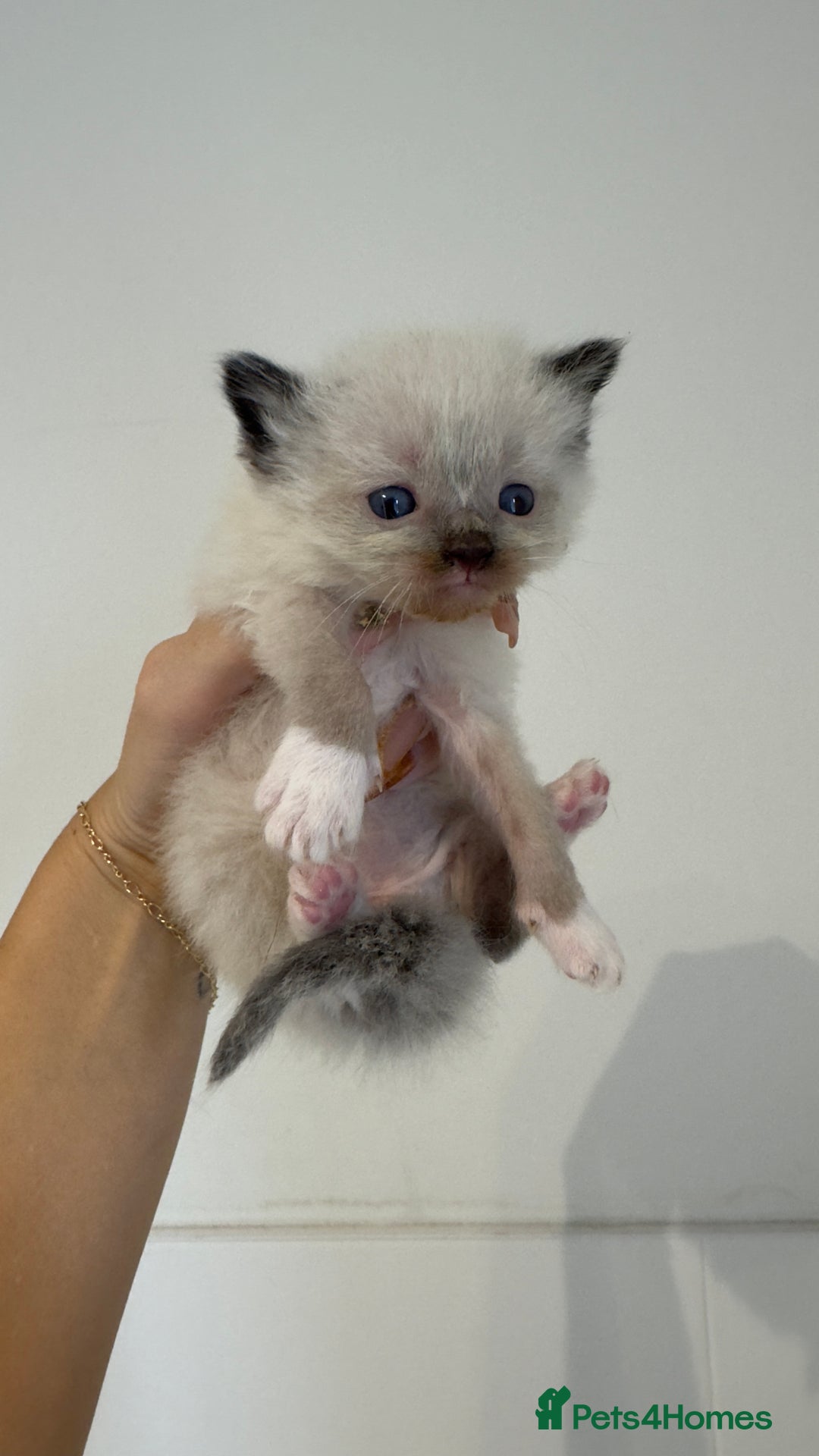 Ragdoll cats for sale: READY TO RESERVE - pedigree Ragdoll Kittens - Image 10