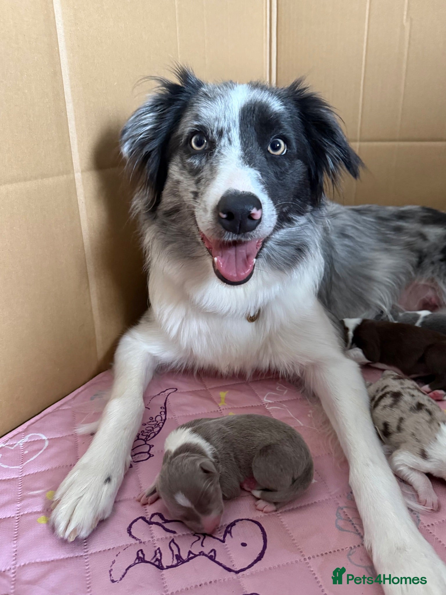 Border Collie dogs Stunning purebred border collies - Advert 1