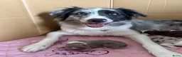 Border Collie dogs for sale: Stunning purebred border collies - Advert 1