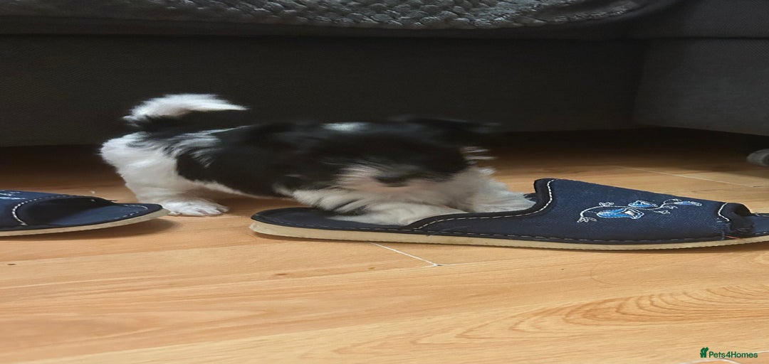 Gallery Image {{count}}