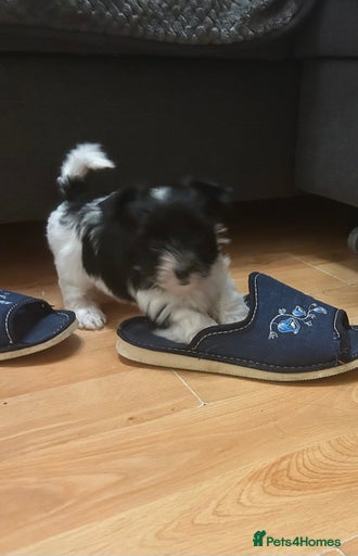 Gallery Image {{count}}