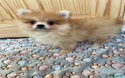 Pomeranian dogs for sale: Two puppies left Ready to Leave  - Image 11