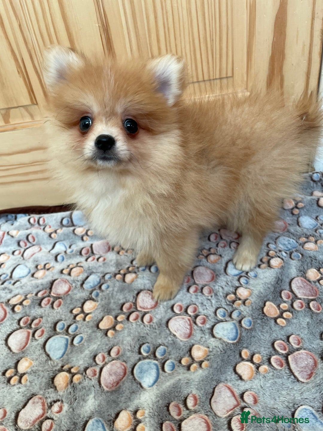 Pomeranian dogs for sale: Two puppies left Ready to Leave  - Image 11