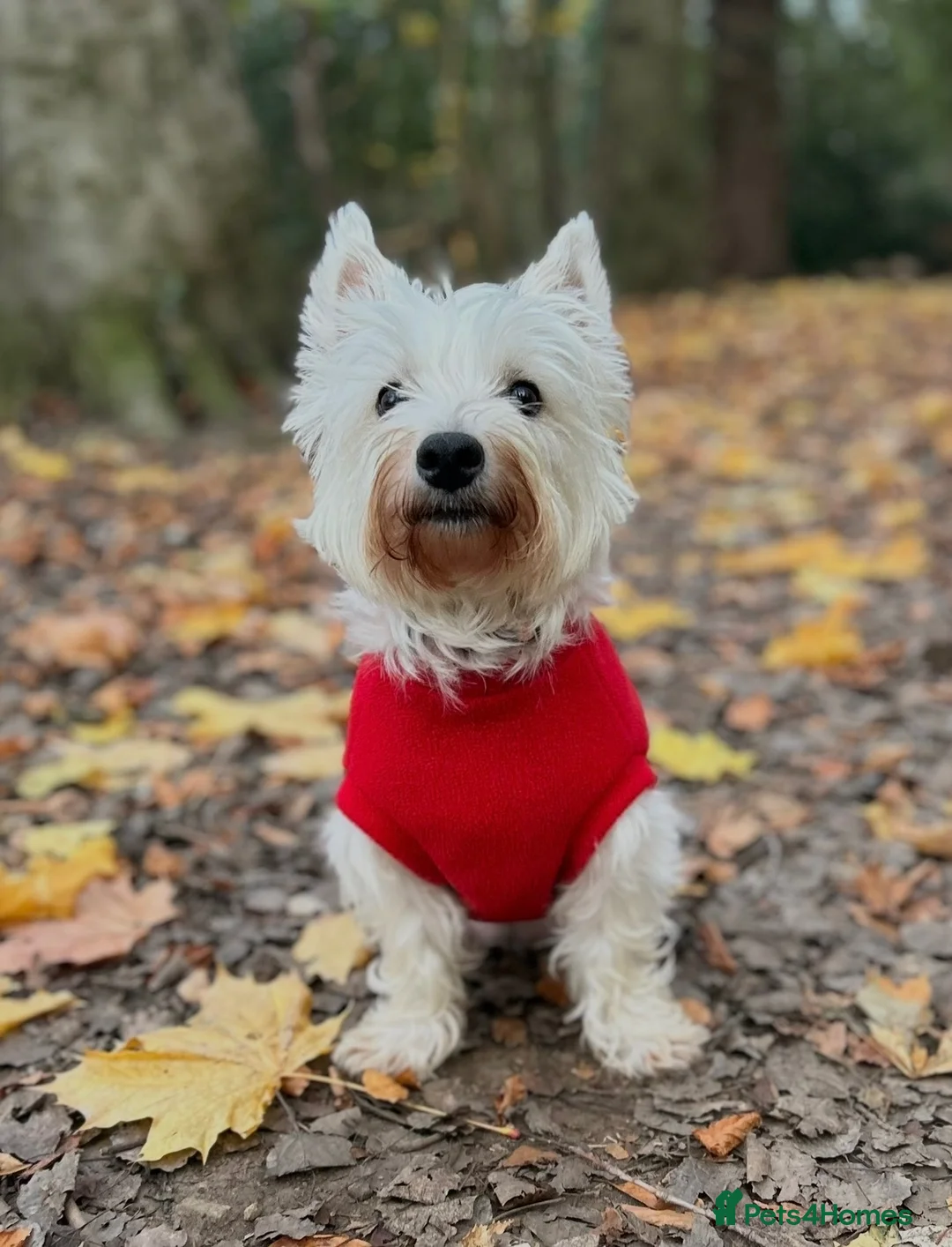 West Highland Terrier dogs for sale: Westie pups in Dalkeith - Advert 14