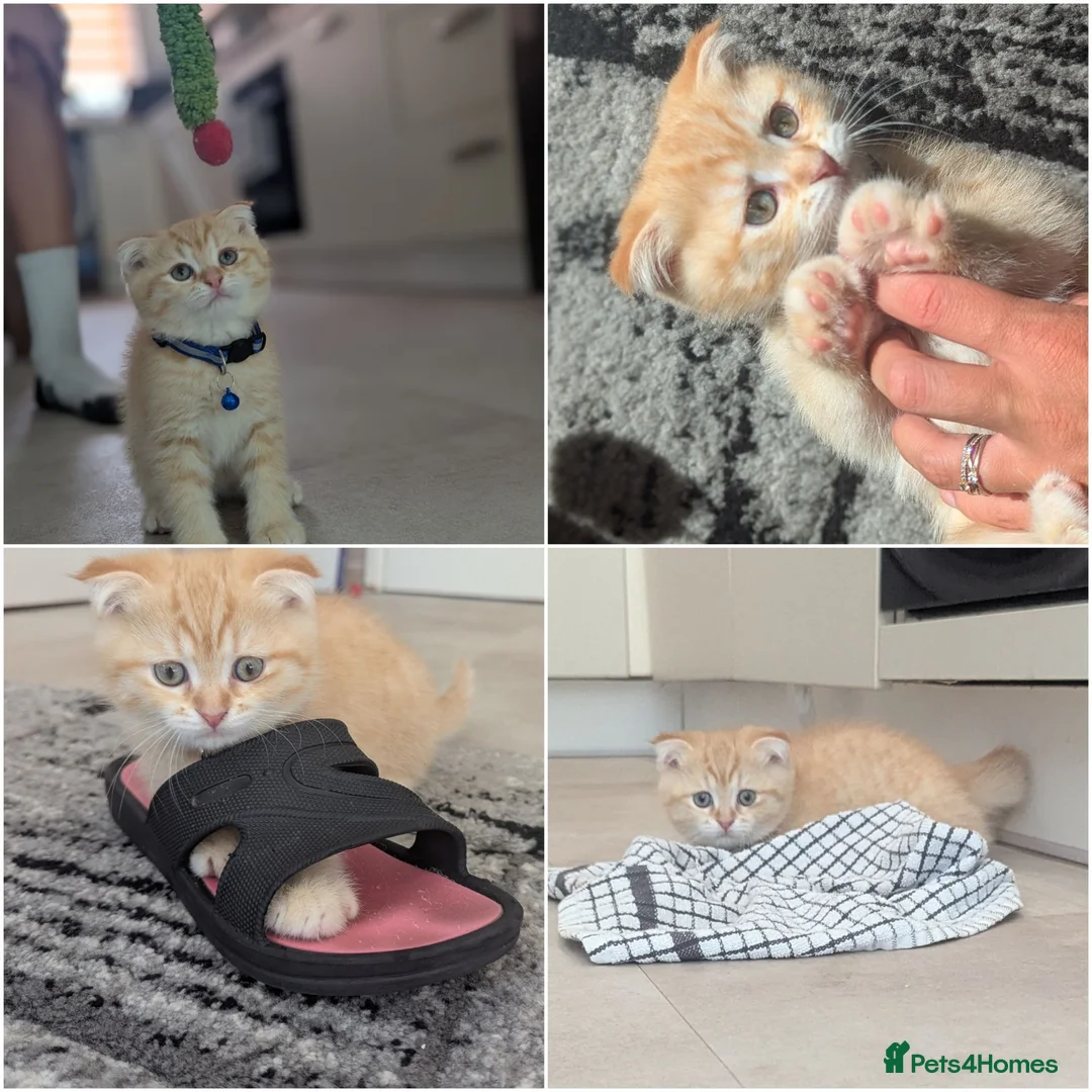 Scottish Fold cats for sale: Scottish fold/straight  - Advert 11