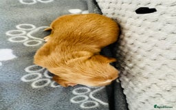 Cocker Spaniel dogs for sale: Red Cocker Spaniel Puppies - Image 20