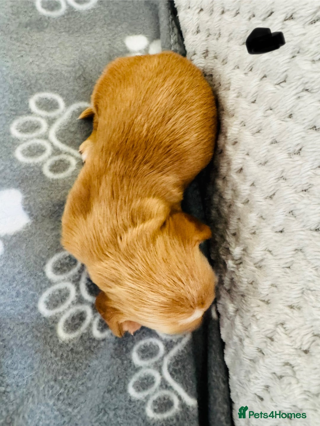 Cocker Spaniel dogs for sale: Red Cocker Spaniel Puppies - Image 20