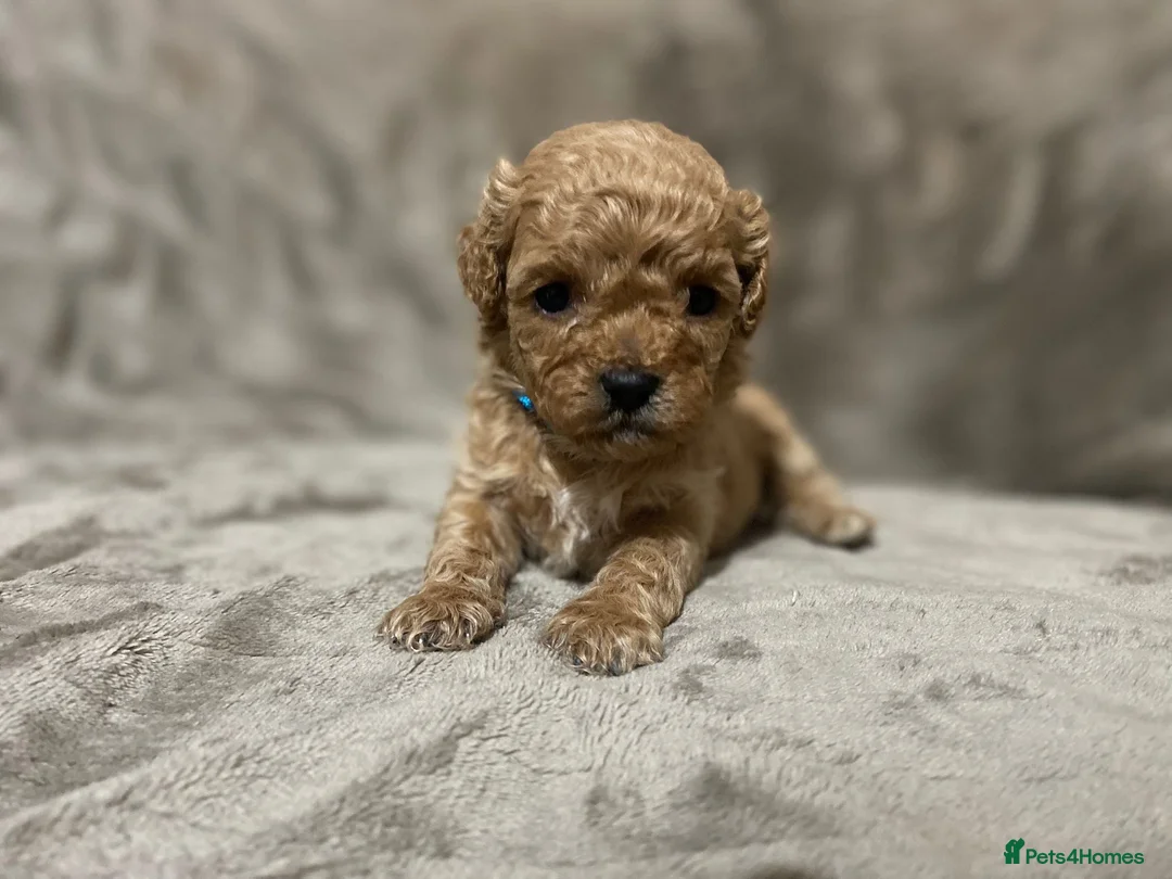 Shihpoo dogs for sale: 5 x female F1b Shihpoo pups - Advert 8