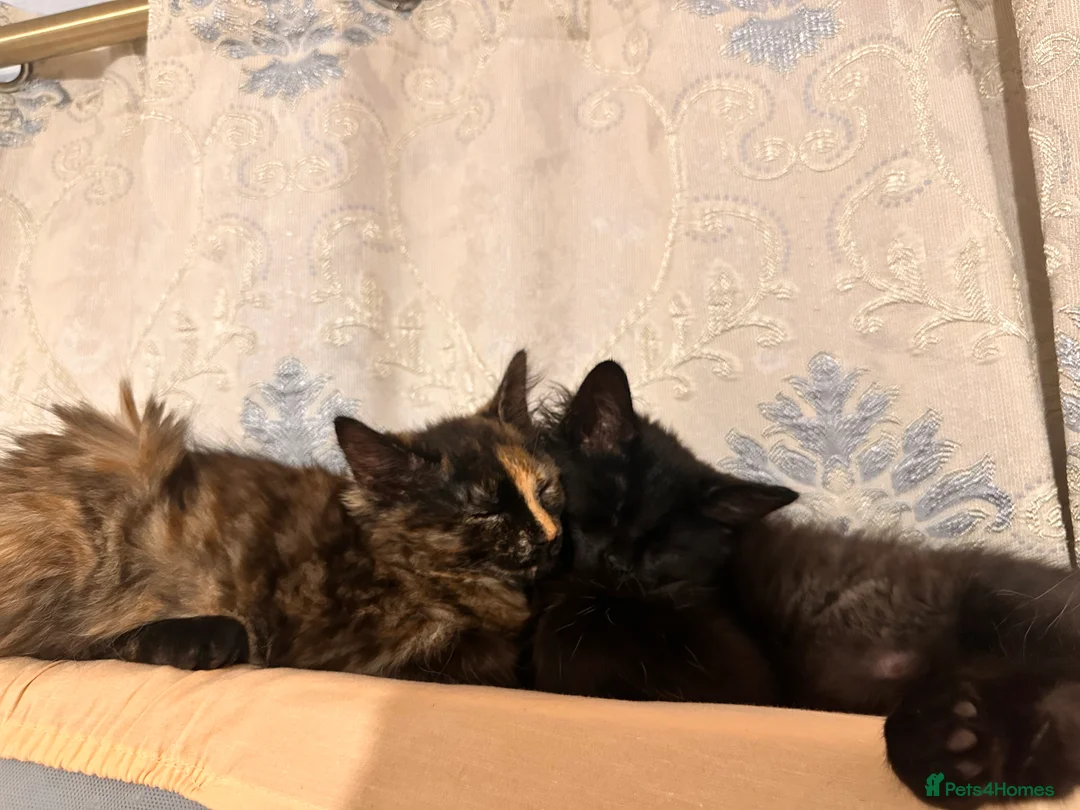 Mixed Breed cats for sale: Female cat for rehoming - Advert 7