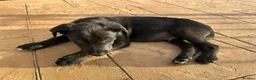 Border Collie dogs for sale: 5 Collie Pups - Advert 5