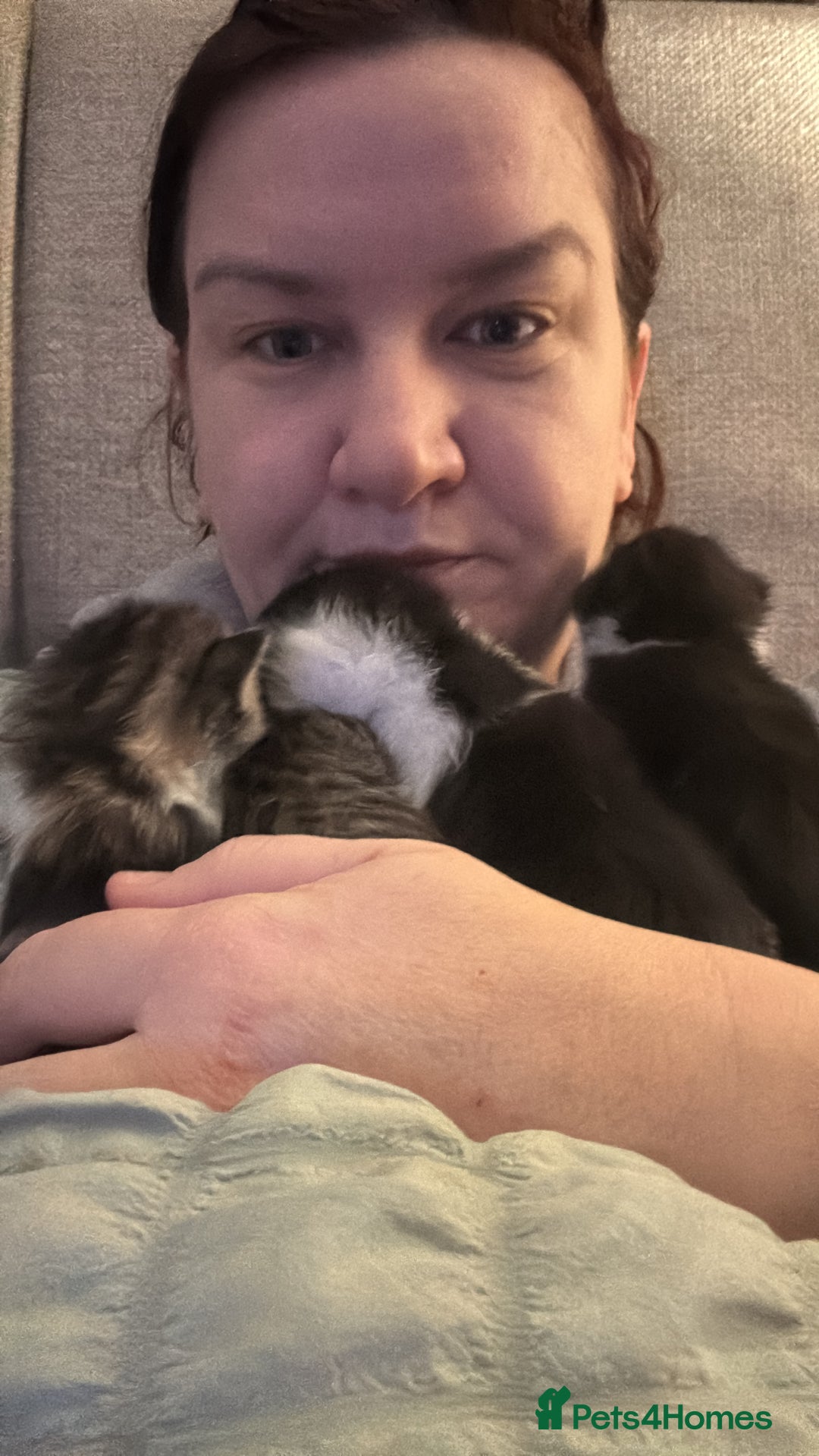 British Shorthair cats for sale: Four hand reared kittens Please read the info - Advert 29