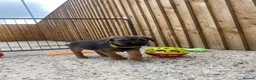 Border Terrier dogs for sale: ⭐️ KC BORDER TERRIERS, READY TO LEAVE NOW - Advert 16