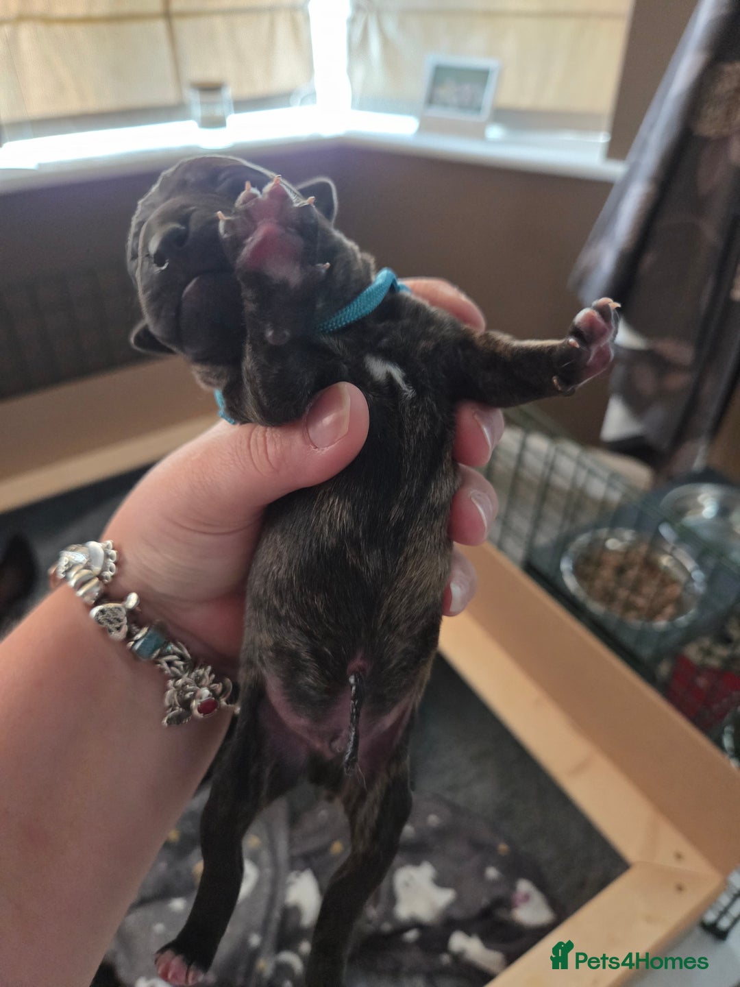 Mixed Breed dogs for sale: Beautiful Collie x K.C Staffy Pups  - Image 16
