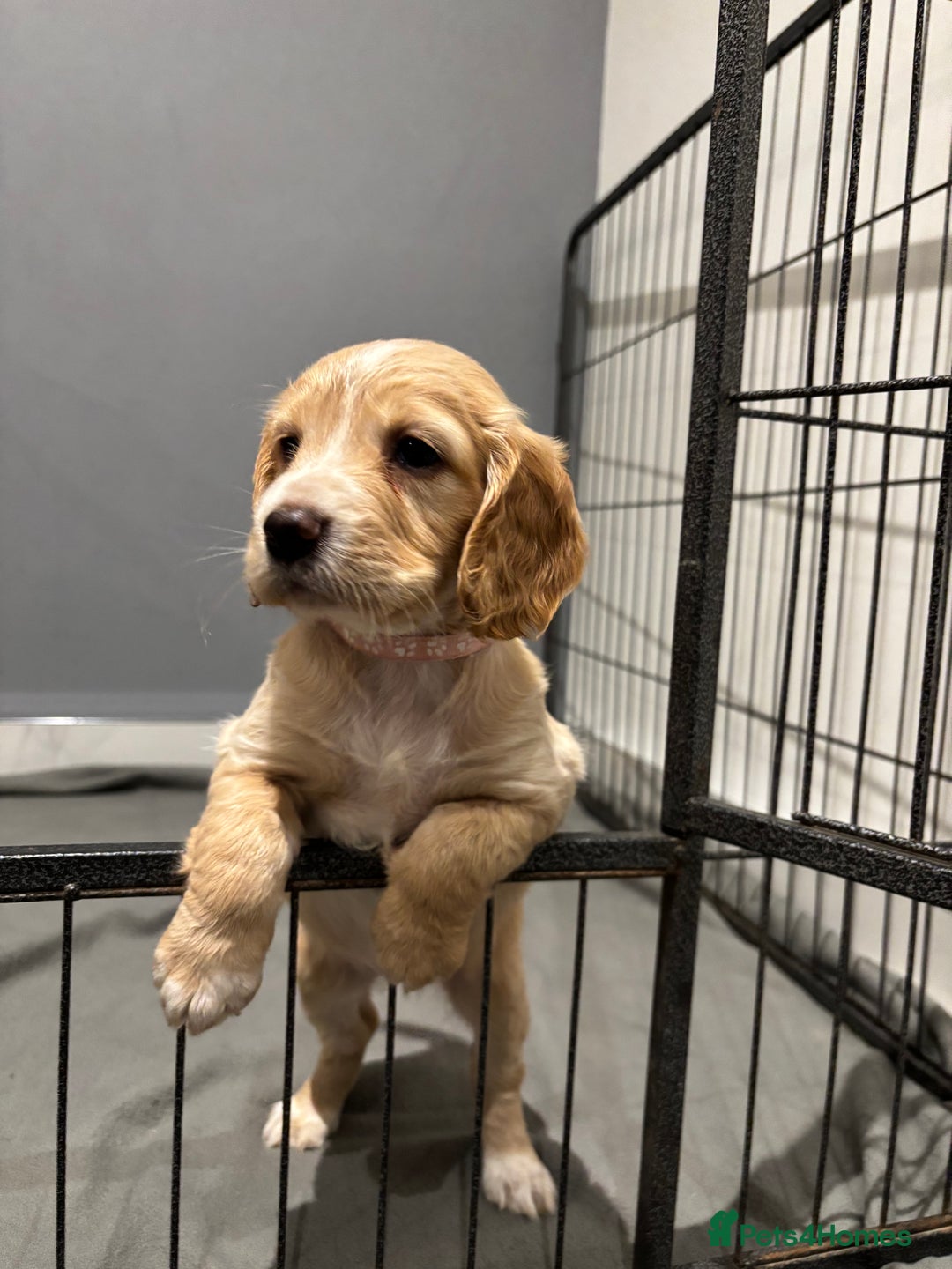 Cocker Spaniel dogs for sale: 5 gorgeous cocker spaniel puppies - Image 19
