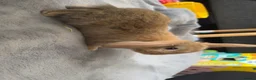 Netherland Dwarf rabbits for sale: Netherland Dwarft x Dwarf Lop - Advert 8