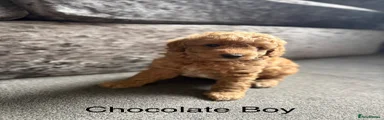 Cockapoo 1