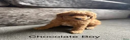 Cockapoo dogs for sale: Cockapoo puppies for sale in Stockport - Advert 2