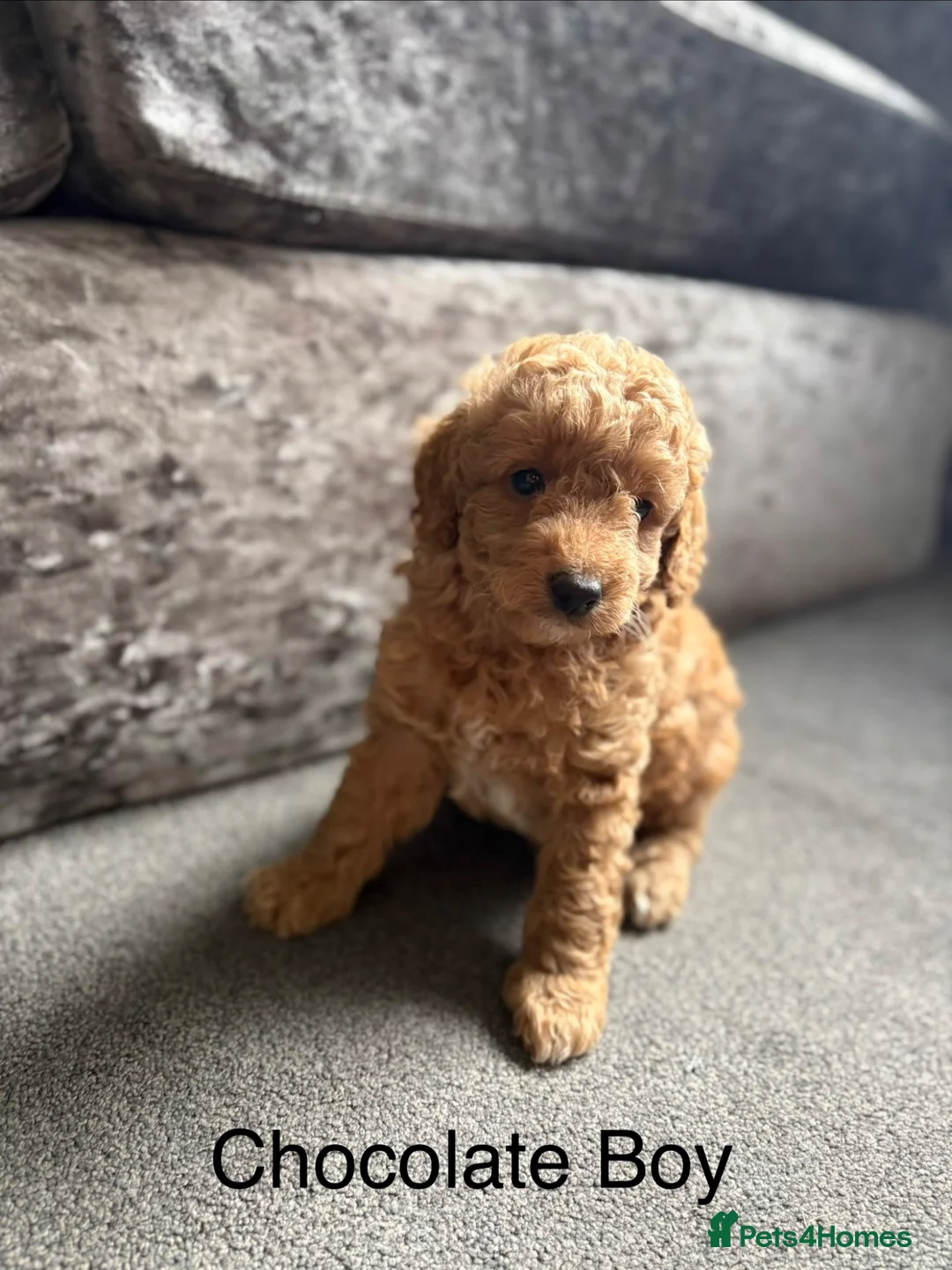 Cockapoo dogs for sale: Cockapoo puppies for sale in Stockport - Advert 2