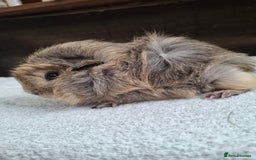 Guinea Pig rodents for sale: Baby Male Guineapigs  - Image 5