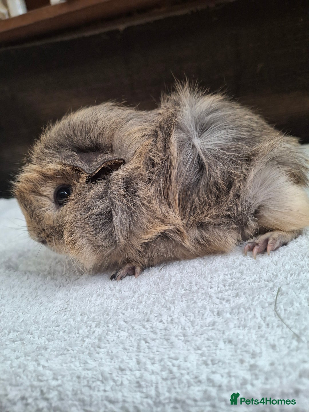 Guinea Pig rodents for sale: Baby Male Guineapigs  - Image 5