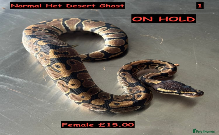 Python Snake reptiles Baby Ball Python's - Advert 2