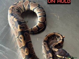 Python Snake reptiles Baby Ball Python's - Advert 6