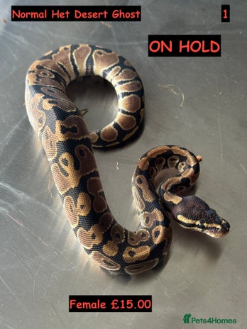Python Snake reptiles Baby Ball Python's - Advert 2