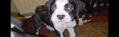 Boxer Puppy 3