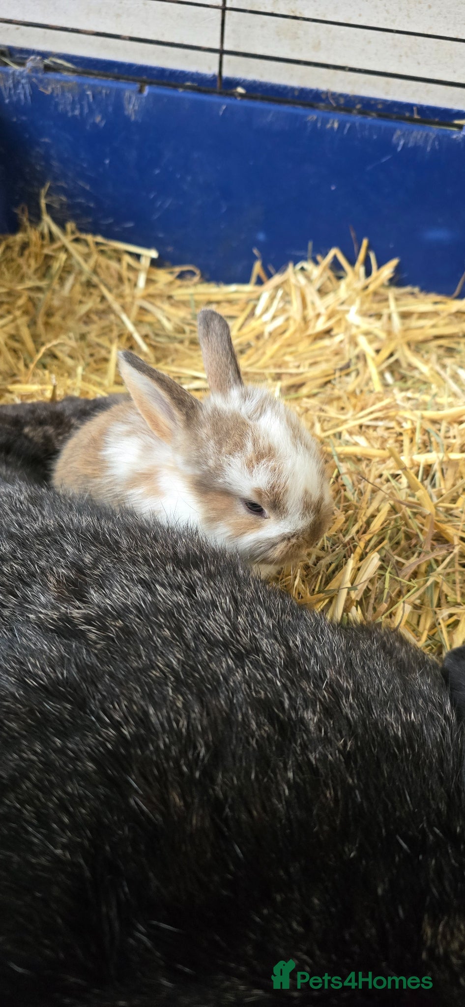 French Lop rabbits French Lops ready for new home ;) - Advert 1