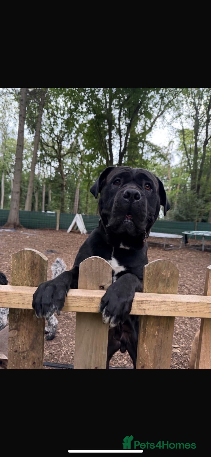 Cane Corso dogs Cane corso  - Advert 2