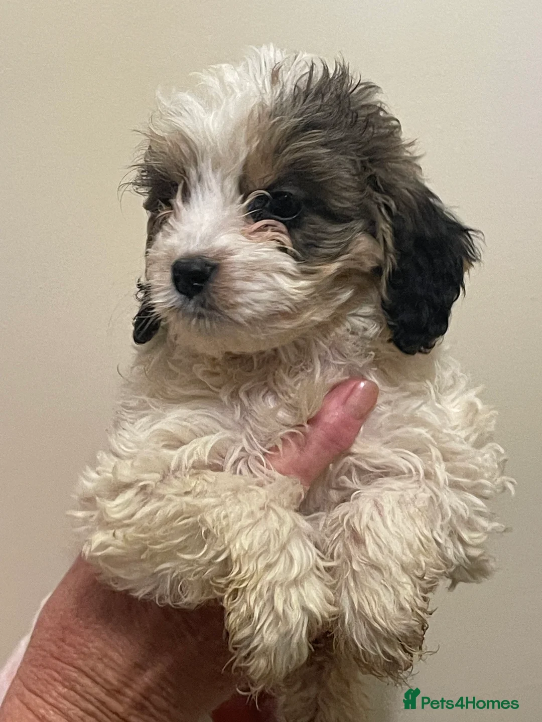 Cockapoo dogs for sale:  Cockapoo Puppies Ready for Loving Homes  - Advert 14